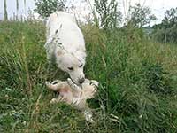 mom and puppy